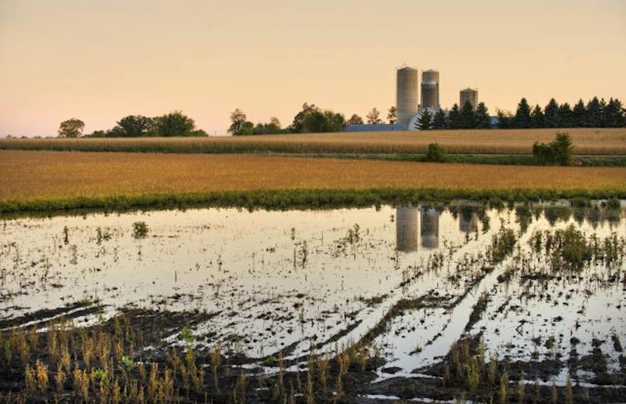 Recent storms brought standing water and muddy conditions to farm fields around Minnesota including this soybean field near Cologne.