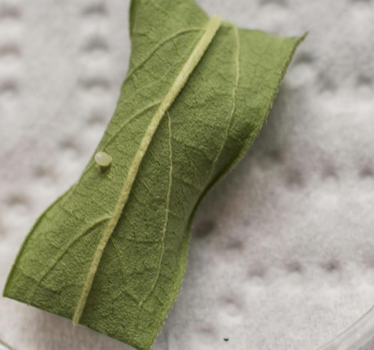 Butterfly eggs on little leaves in petri dishes. Photographed on Monday, August 17, 2015 in Minneapolis, Minn. Fiona Lennox has more than 300 butterflies (eggs, caterpillars, chrysalis and butterflies) in her home. ] RENEE JONES SCHNEIDER &#x2022; reneejones@startribune.com