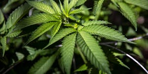 FILE Ñ Cannabis plants in a greenhouse in Snowflake, Ariz., on March 23, 2021. The House passed legislation on Friday, April 1, 2022, to decriminaliz