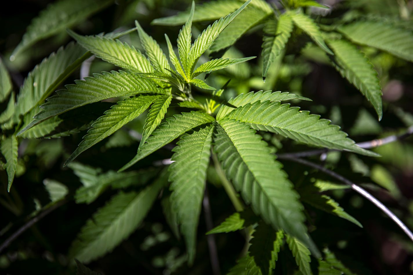 FILE Ñ Cannabis plants in a greenhouse in Snowflake, Ariz., on March 23, 2021. The House passed legislation on Friday, April 1, 2022, to decriminalize marijuana at the federal level, as Democrats and three Republicans banded together to capitalize on the political resonance of legalized cannabis as an issue of economic growth, racial justice and statesÕ rights. (Adriana Zehbrauskas/The New York Times)