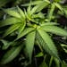 FILE Ñ Cannabis plants in a greenhouse in Snowflake, Ariz., on March 23, 2021. The House passed legislation on Friday, April 1, 2022, to decriminaliz