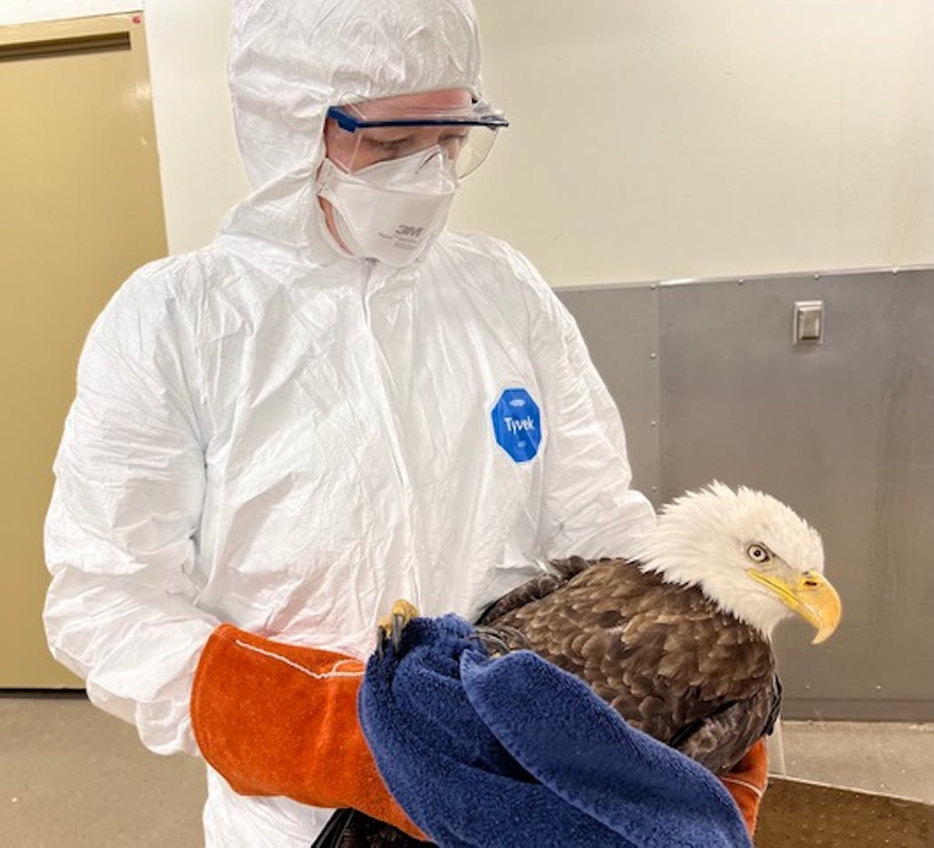 Raptor Center staff wear protective gear when handling infected birds.