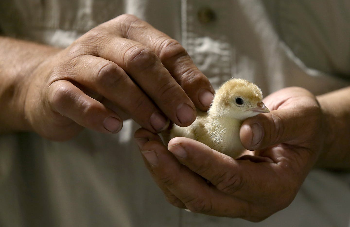 Neil Miller, the north division hatchery operations manager, held a baby turkey, or poult, at Willmar Poultry in Willmar, Minn.