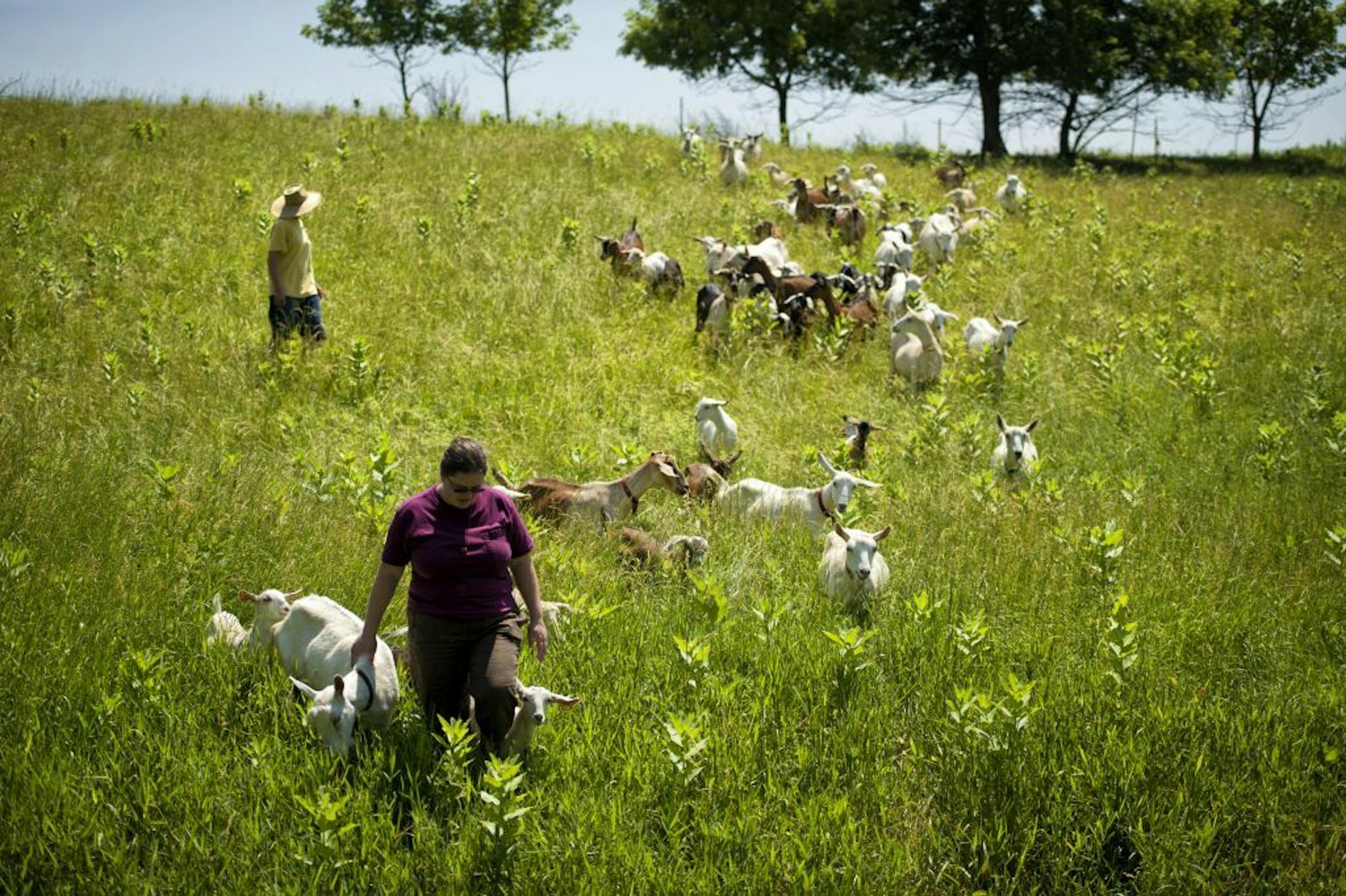 Kate led the herd of goats to a fresh pasture where they eagerly feasted on their favorite food fresh tree leaves. Lynne Reeck and Kate Wall operate Singing Hills Dairy Goat Farm, near Nerstrand, Minn., where they milk 26 goats and turn their organic milk into cheese. Some are raised for their meat. Monday, July 8, 2013