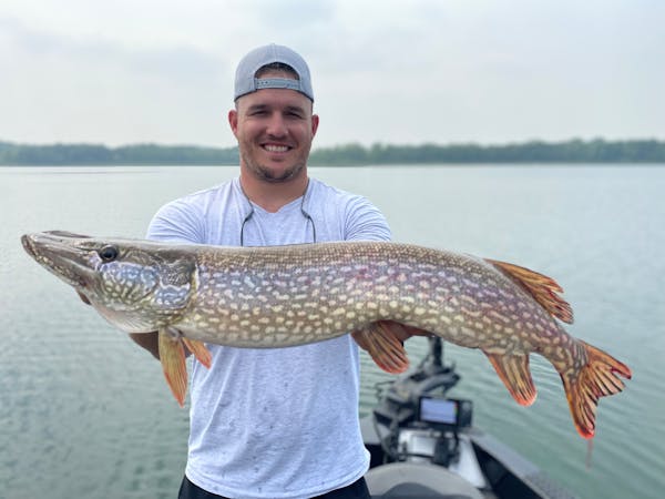 A baseball star with a fishing name, Mike Trout landed a nice northern Wednesday in the Twin Cities before the Twins-Angels series began at Target Fie