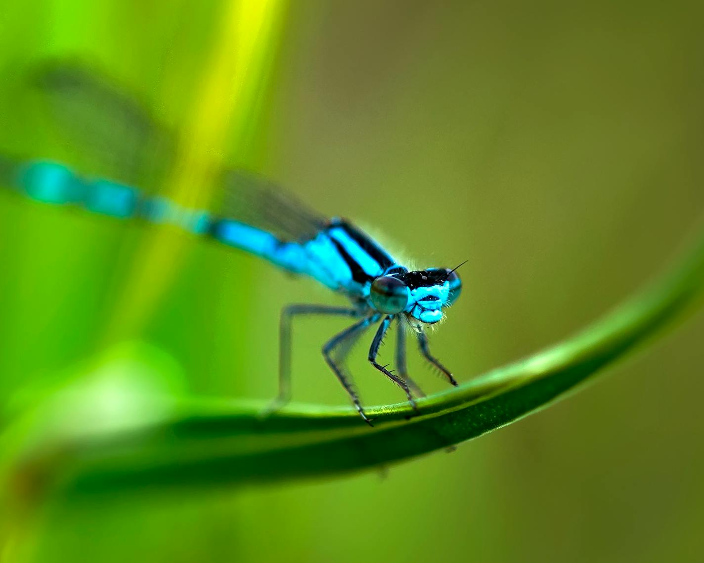 Northern Bluet Damselfly at Glacial Lakes State Park.