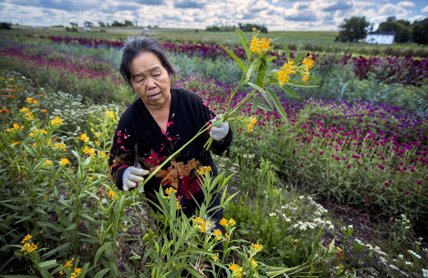 Hmong farmers in Dakota County are breaking new ground in how to lease farmland and market their locally-grown food and flowers beyond the traditional farmers' markets. 16 Hmong farm families are growing veggies and flowers for farmers' markets and local grocery stores on a 153-acre farm in Dakota County. Here, Mai Moua picks flowers for a weekend wedding. ] BRIAN PETERSON &#x201a;&#xc4;&#xa2; brian.peterson@startribune.com Vermillion, MN 0912/14