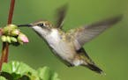 A young hummingbird explores geranium buds for nectar.
credit: Jim Williams