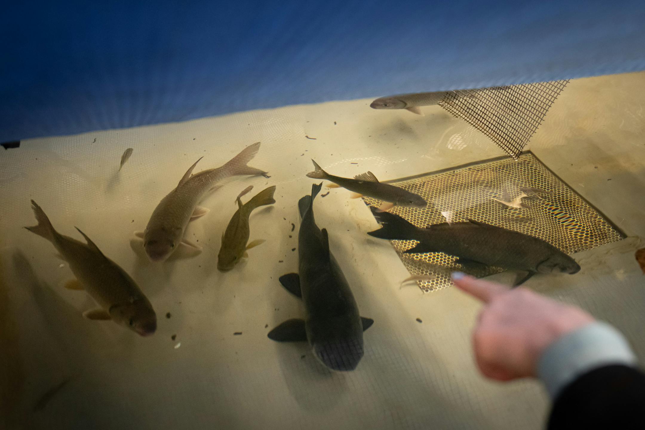 Genevieve Furtner, St. Paul State Fish Hatchery Supervisor, pointed out some of the fish that were recently captured in area rivers for the state fair.