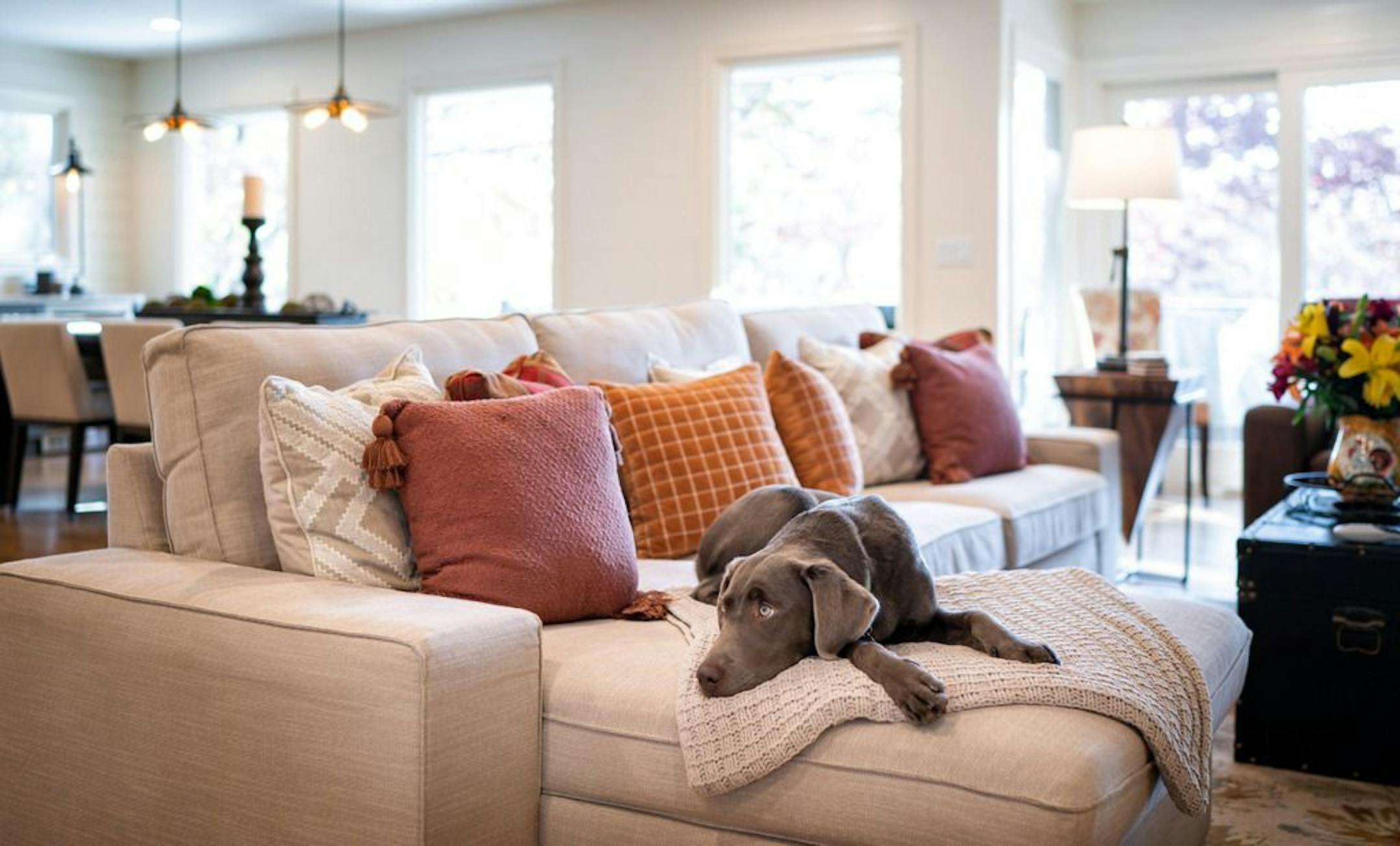 Marley relaxes on the sofa.