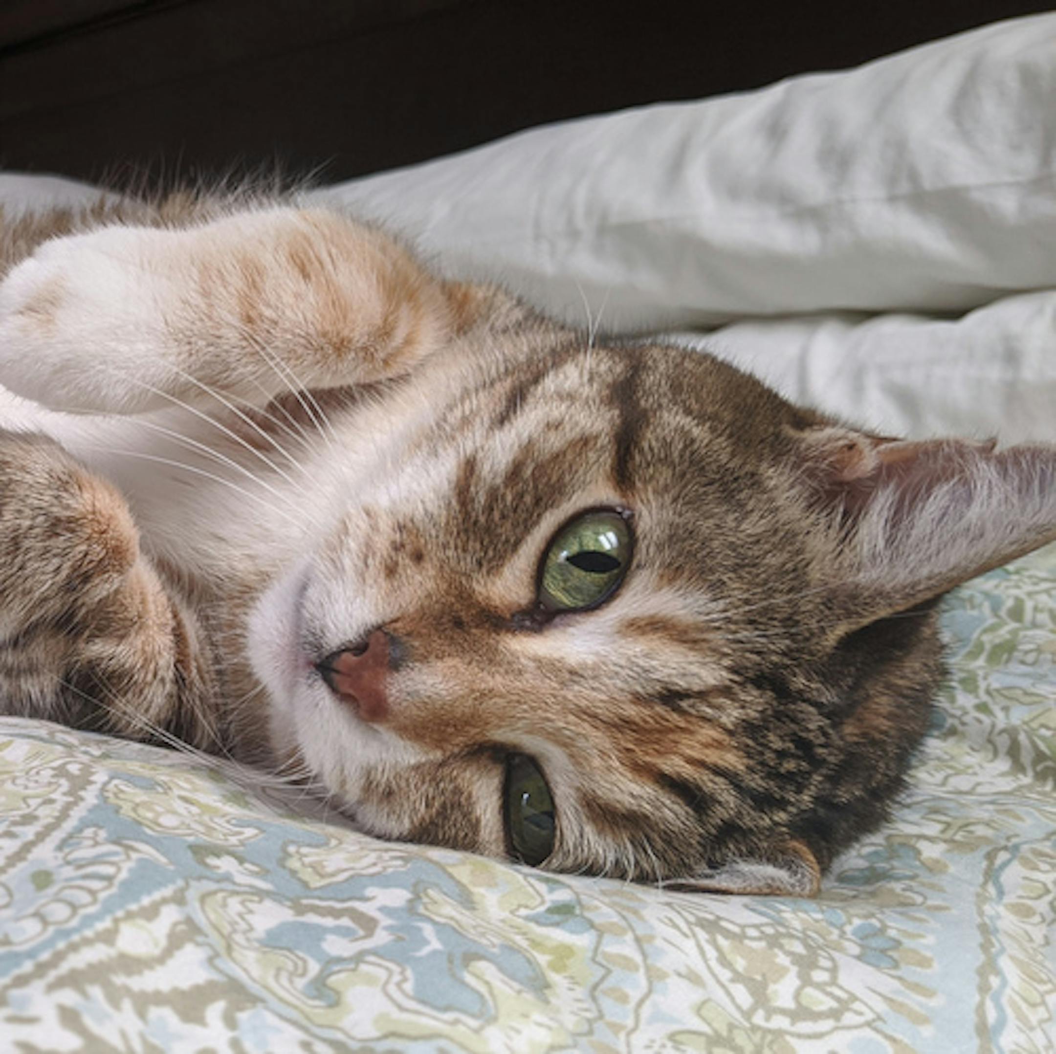 We always loved cats but couldn't have them due to allergies. However, an allergy-reducing pet food came on the market last year and we jumped at the opportunity to get a cat. This is Rennie. We love her beyond words. She may look like a kitten but she's a senior and has the metabolism to prove it. She's very talkative and let's us know exactly what she needs: sustenance (diet permitting), a treat (senior chew), to hunt (feathers on a string), to go out, to come in, to go out...