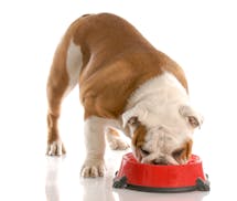 english bulldog standing eating out of red dog food dish with reflection on white background