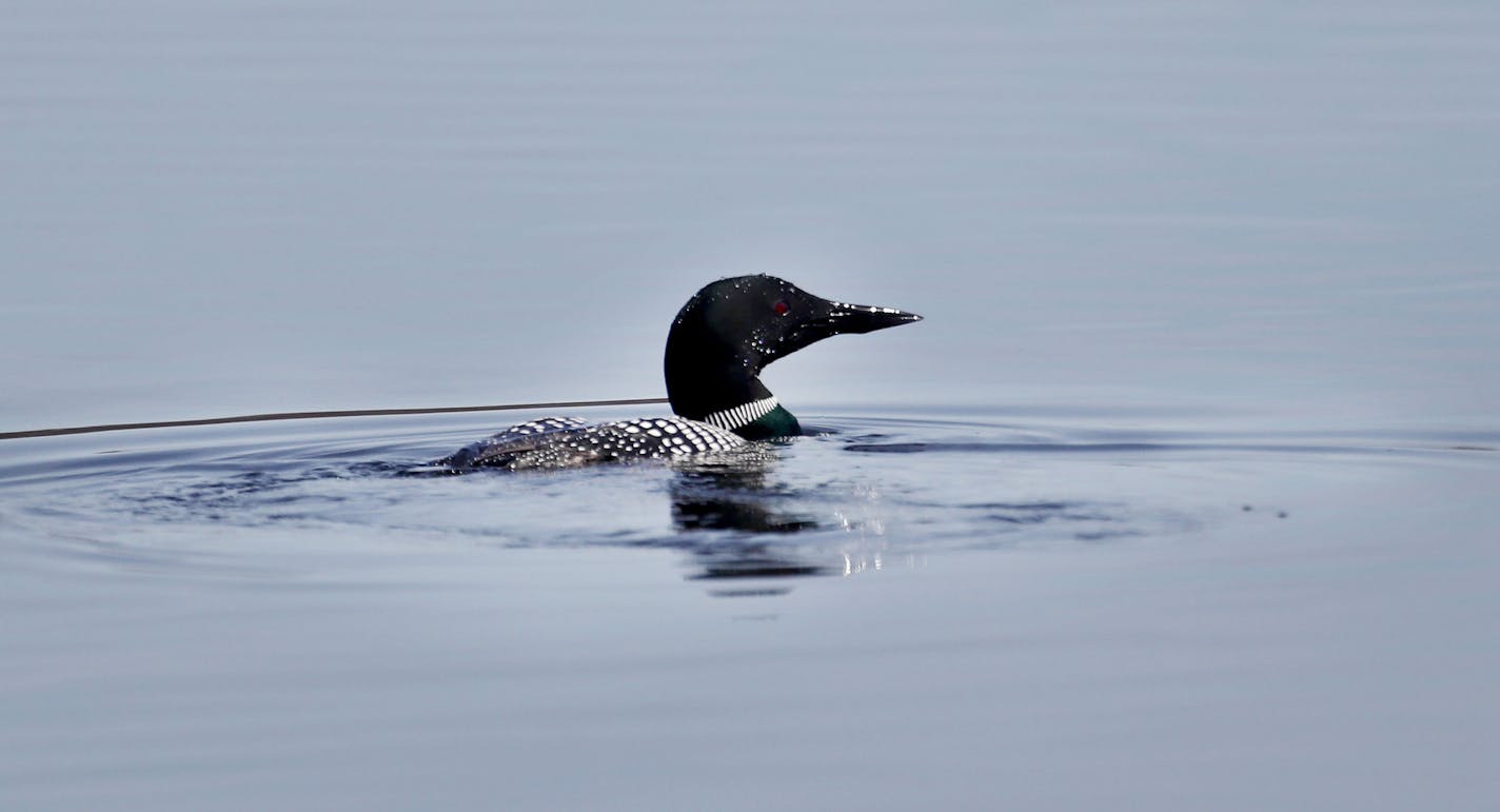 A loon on Lake Harriet.