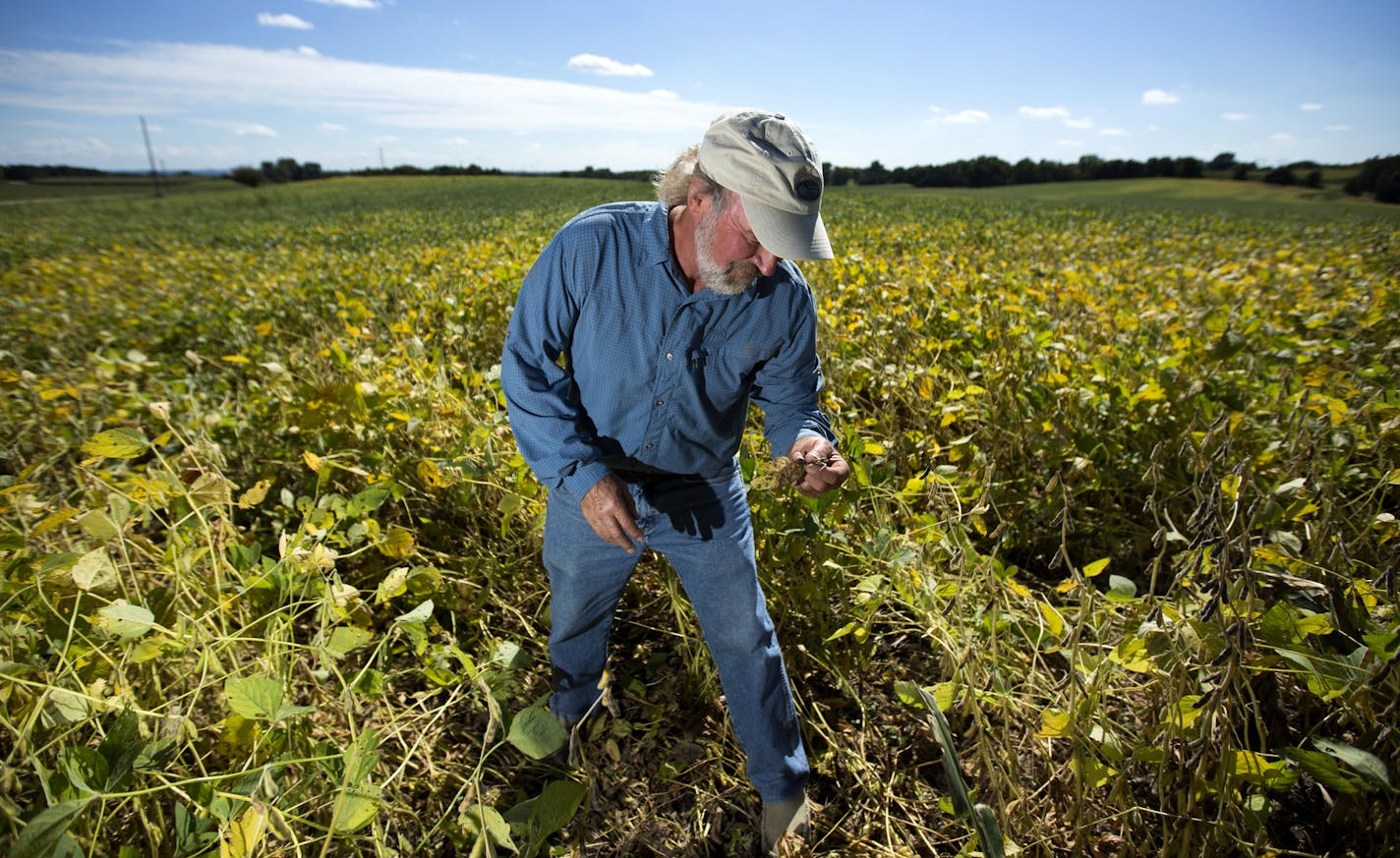 Farmer Tim Behrends uses cover crops to prevent nitrate filtration.