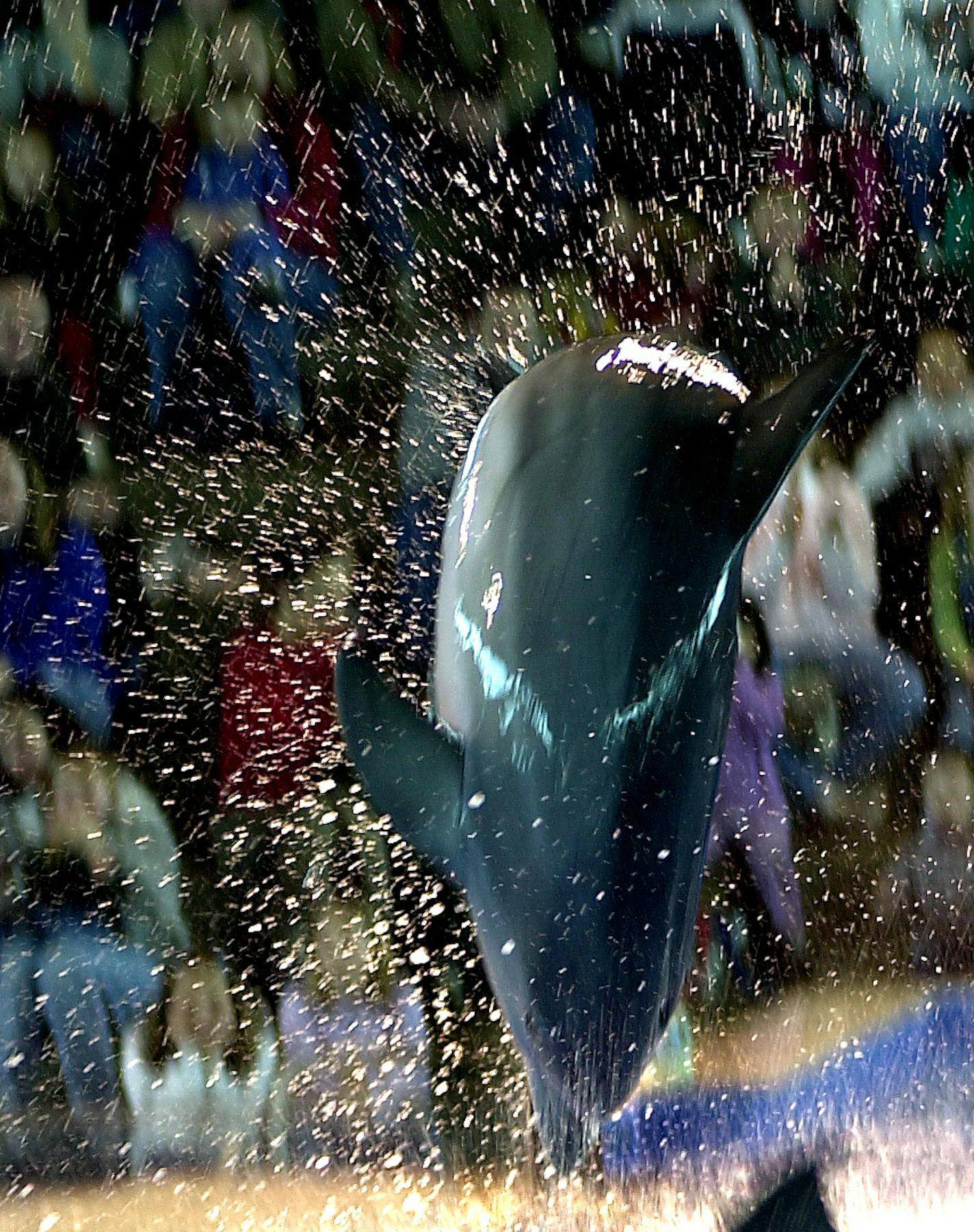 GENERAL INFORMATION: Apple Valley,Mn. Friday 3/1/2002 Minnesota Zoo
IN THIS PHOTO: The Dolphins are the centerpiece of the Discovery Bay exhibit at the Minnesota Zoo. Semo a dolphin in his late thirties jumps high during the show. The Dolphin show explains some their behavior and the athleticism of the animals.