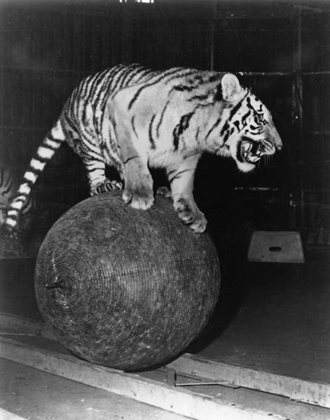 Tiger from the Osman Shrine Circus, coming to St. Paul.