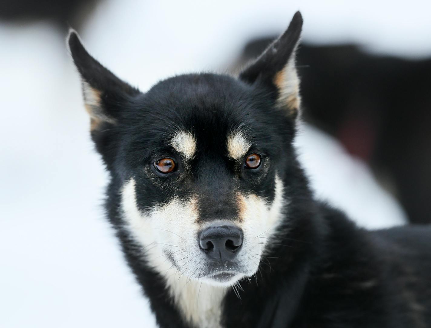 Uncle Si - Colleen Wallin, Silver Creek Sled Dogs, handicaps her gang line and tells us what makes her dogs tick. Advancer for Beargrease Sled Dog Race. ] BRIAN PETERSON ¥ brian.peterson@startribune.com
Two Harbors, MN 12/18/2017