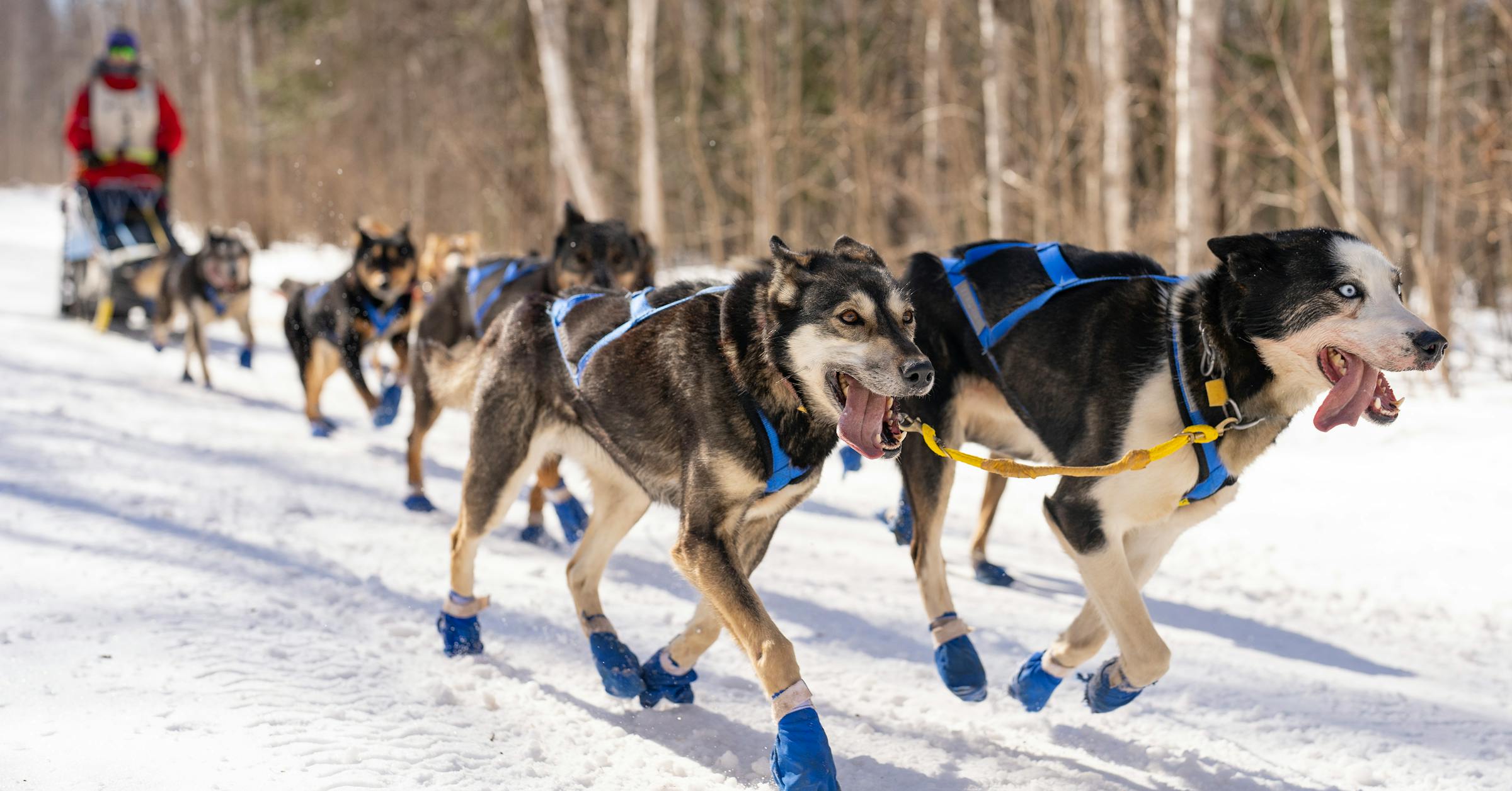 Controversial new Beargrease sponsor bows out of North Shore race