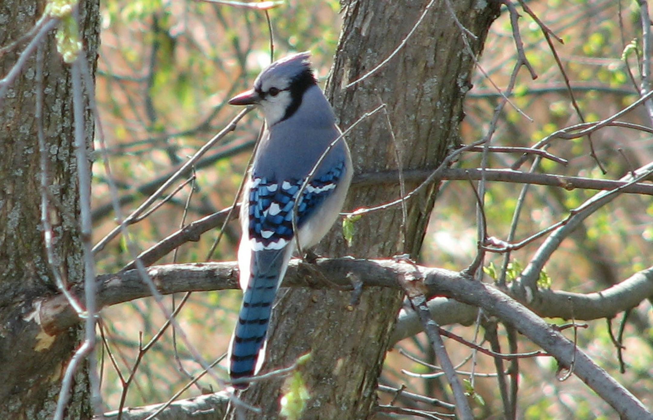 Bluejay of Portal Species for Outdoors Weekend