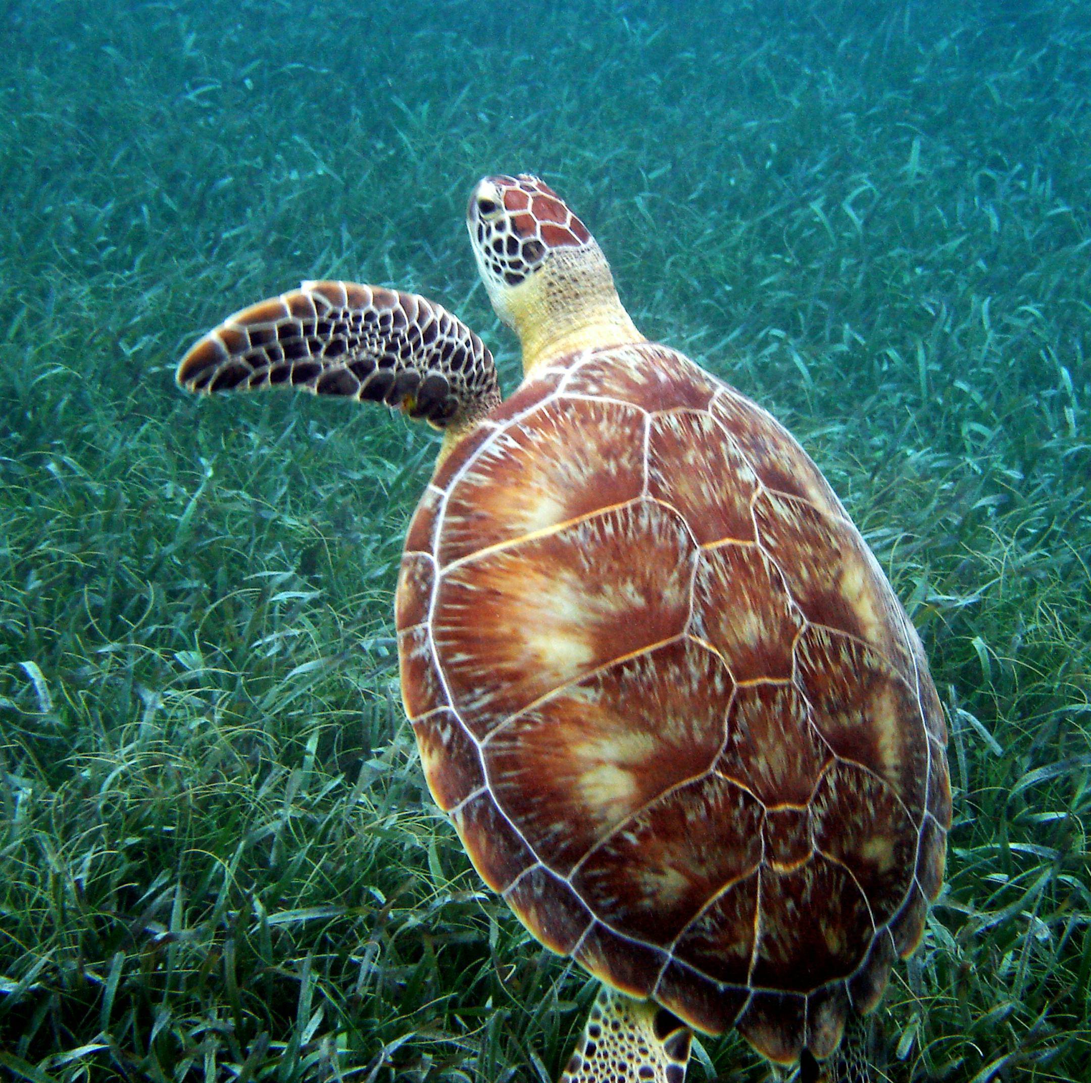 The first snorkeling location was called Hol Chan, (little channel). We saw a green moray eel, tarpon, sting rays, black grouper, angelfish and sea turtles just to name a few. -Belize