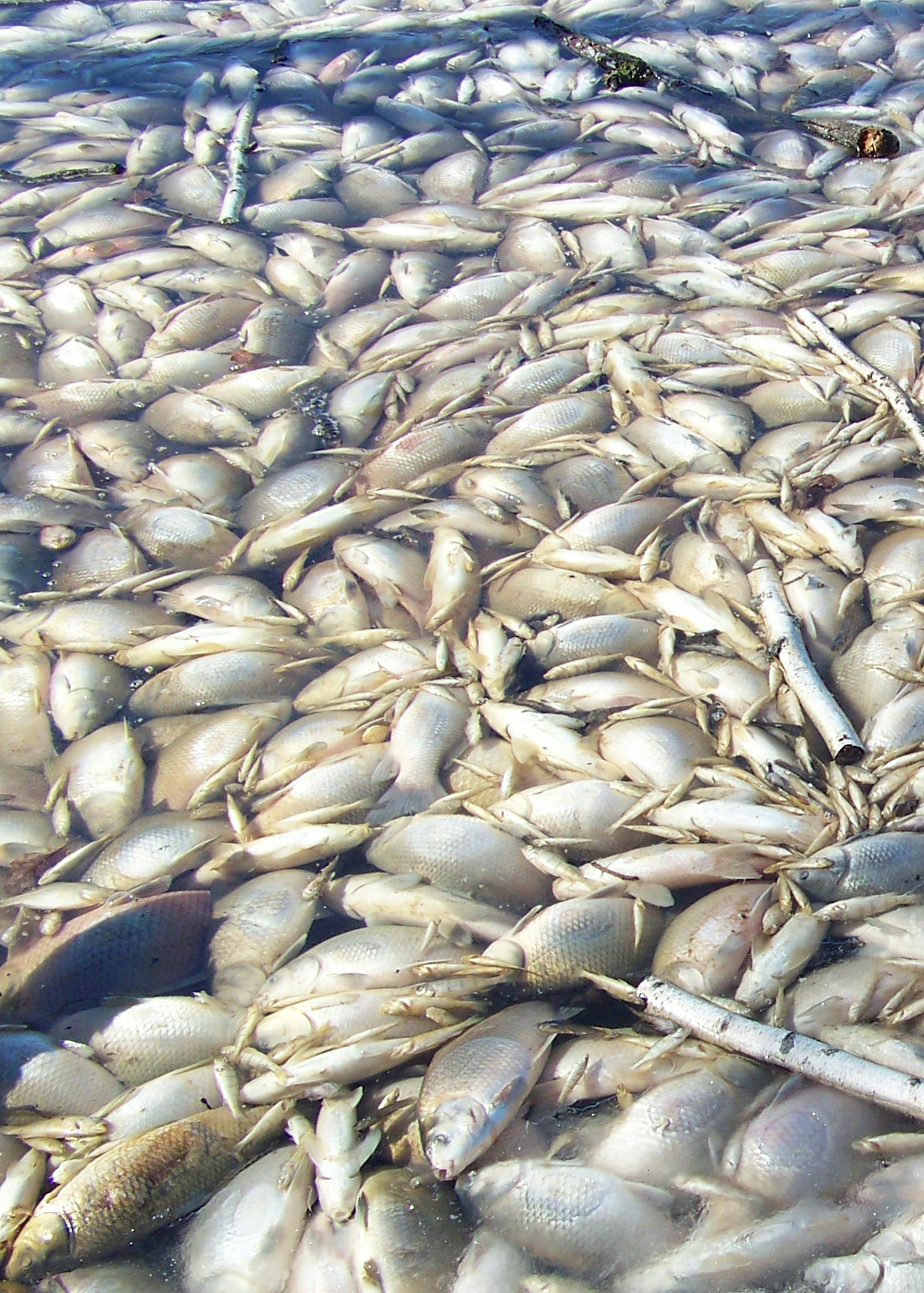 These dead buffalo and suckers photographed last week on an open spot of Lake Christina are good news for the famed waterfowl lake. A long, cold winter, combined with low water levels from a $2.3 million pumping system could help revitalize Christina. Photo by John Lindquist