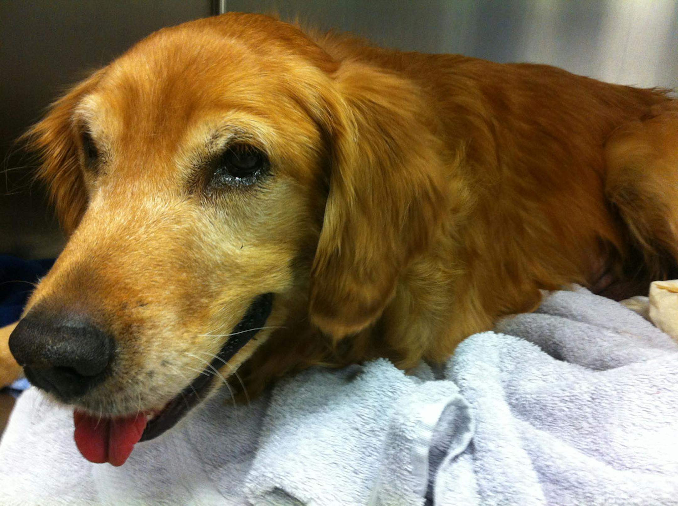 Gordon, the 7-year-old golden retriever, who ate 16 rocks, recovering from surgery.