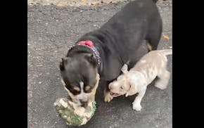A stolen puppy was reunited with its mother in 2023.