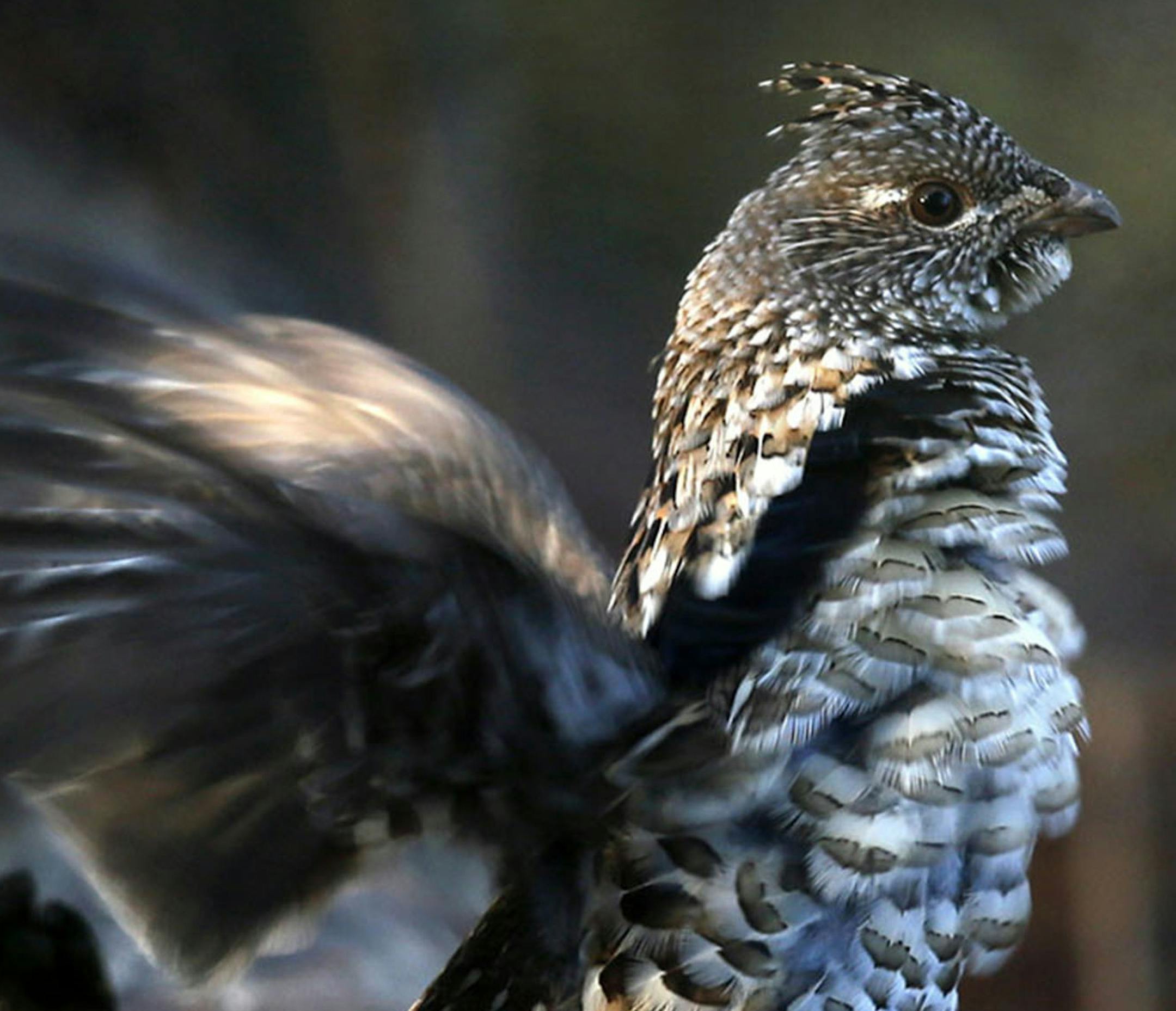 Minnesota’s ruffed grouse season opens Saturday, and DNR officials say it should be a good one.