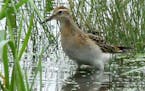 Sharp-tailed Sandpiper, photo by Rebecca Field, special to the Star Tribune
