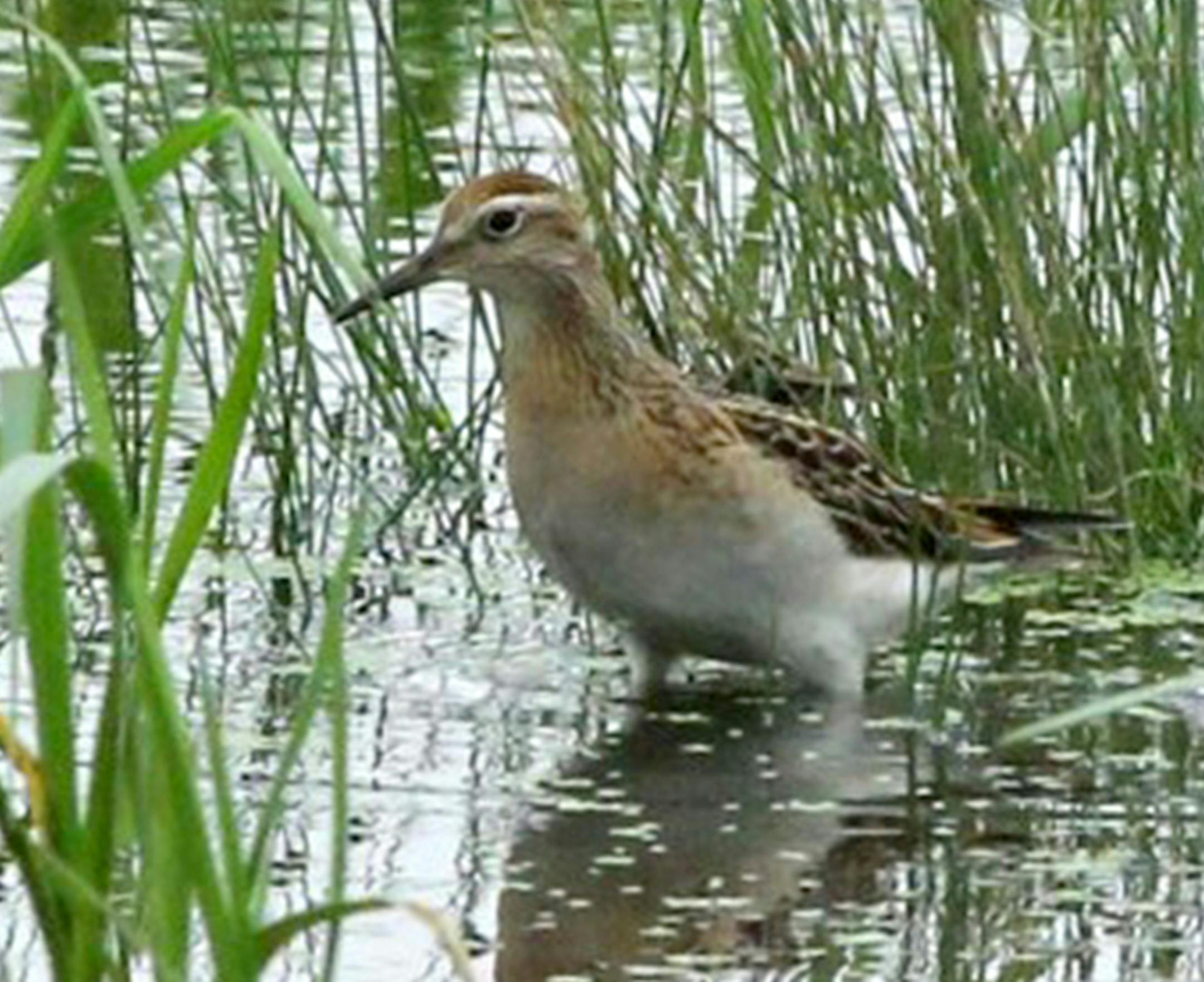 Sharp-tailed Sandpiper, photo by Rebecca Field, special to the Star Tribune