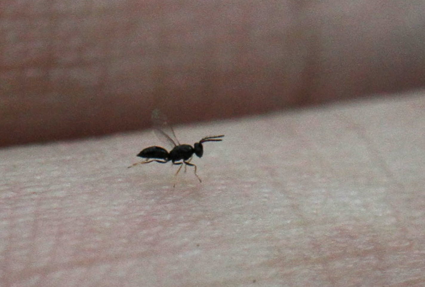 A stingless wasp (Spathius argil) rests on a human finger. The wasp is only about an 1/8-inch long.