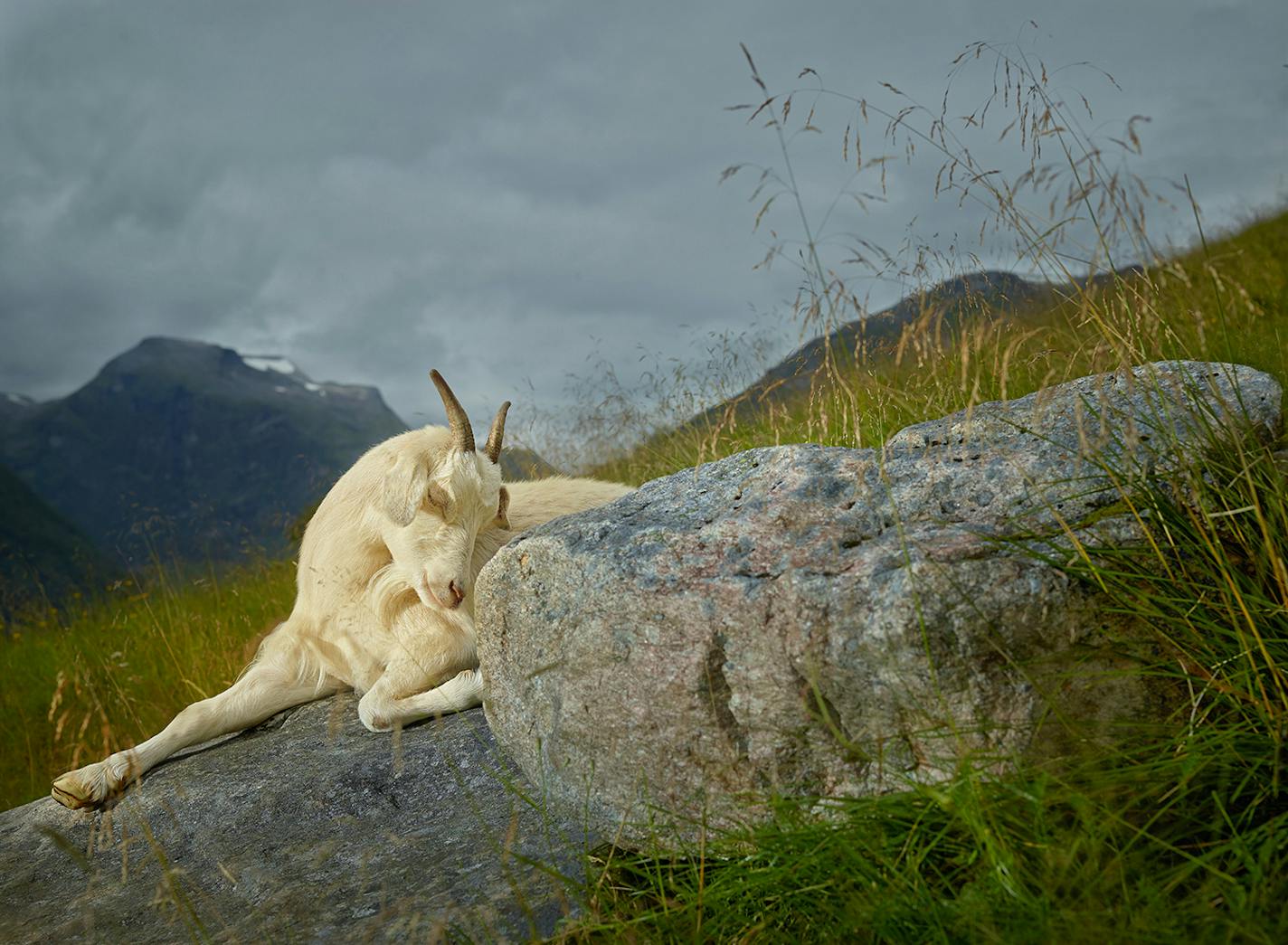 R.J. Kern&#x2019;s &#x201c;Hazel&#x201d; depicts an ethereal goat sleeping atop a stone like some sacrificial beast.