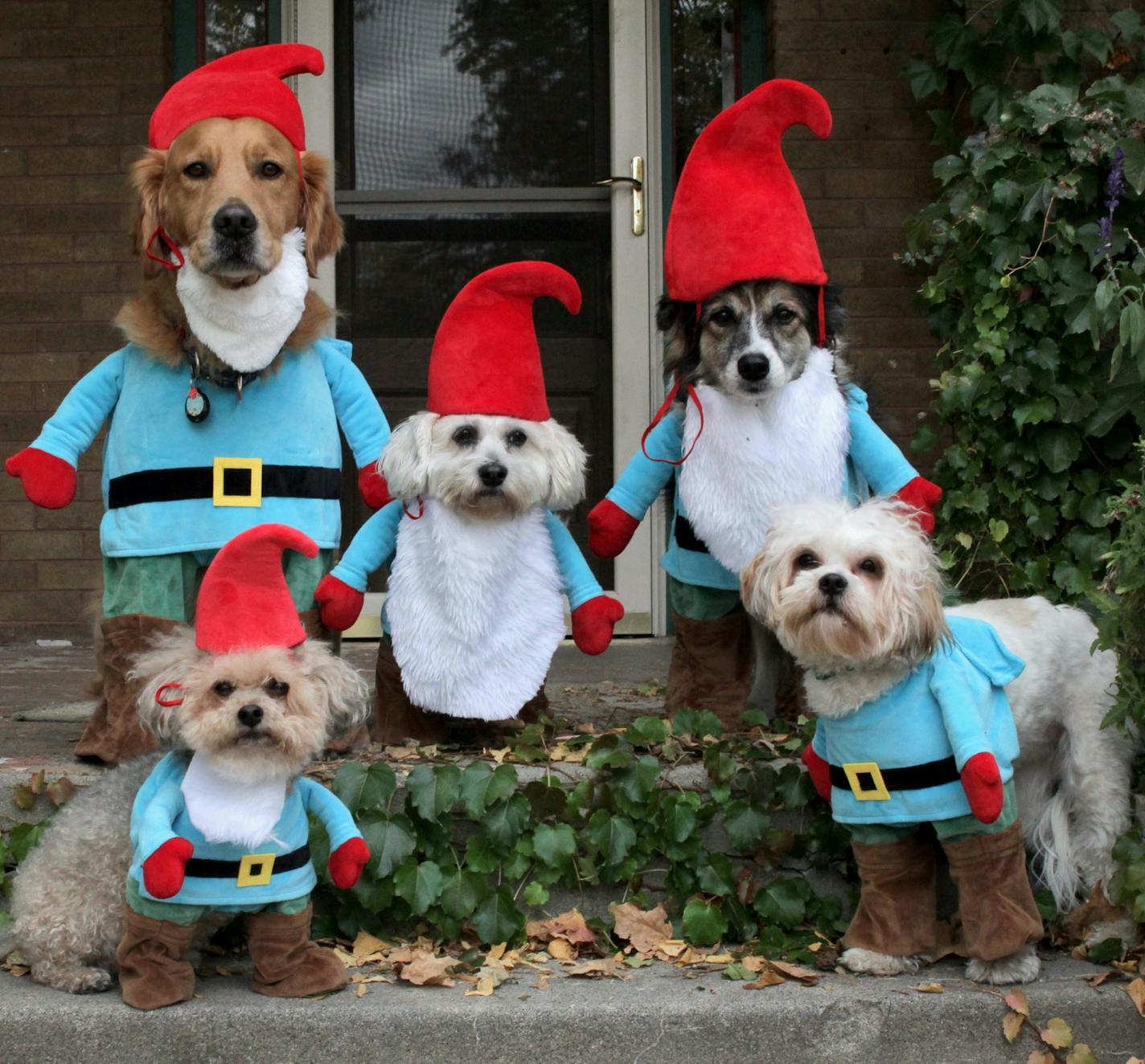 First place: Noah, Sophia, Lucy, Fitzhugh and Winnie posed for this "Gnome for the Holidays" tableau submitted by Julie Kroon of North Mankato.