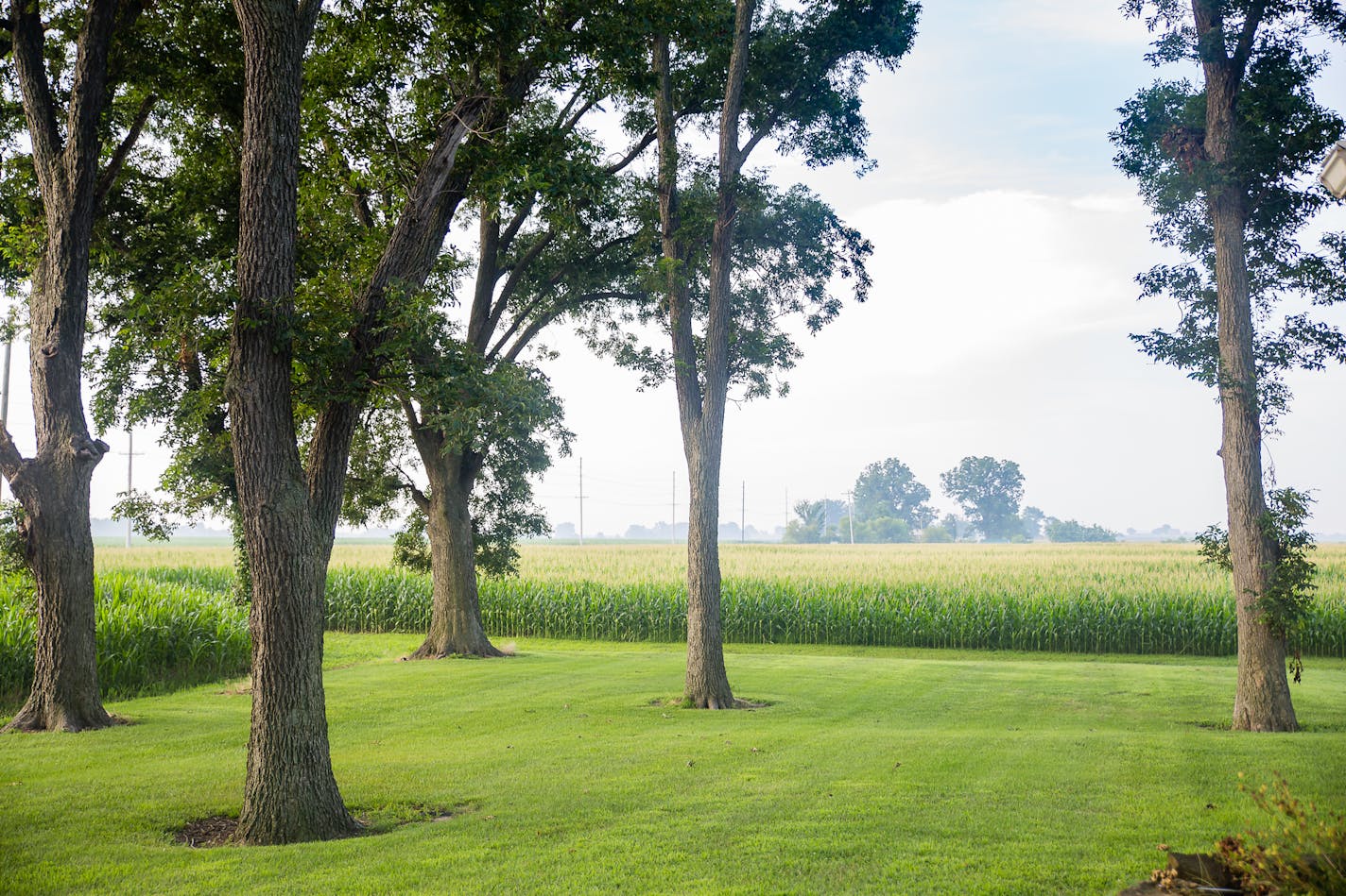 Al Klein's farm near Freeburg, Ill., has seen a difference in soil fertility after using cover crops over the winter, part of a practice known as regenerative agriculture.