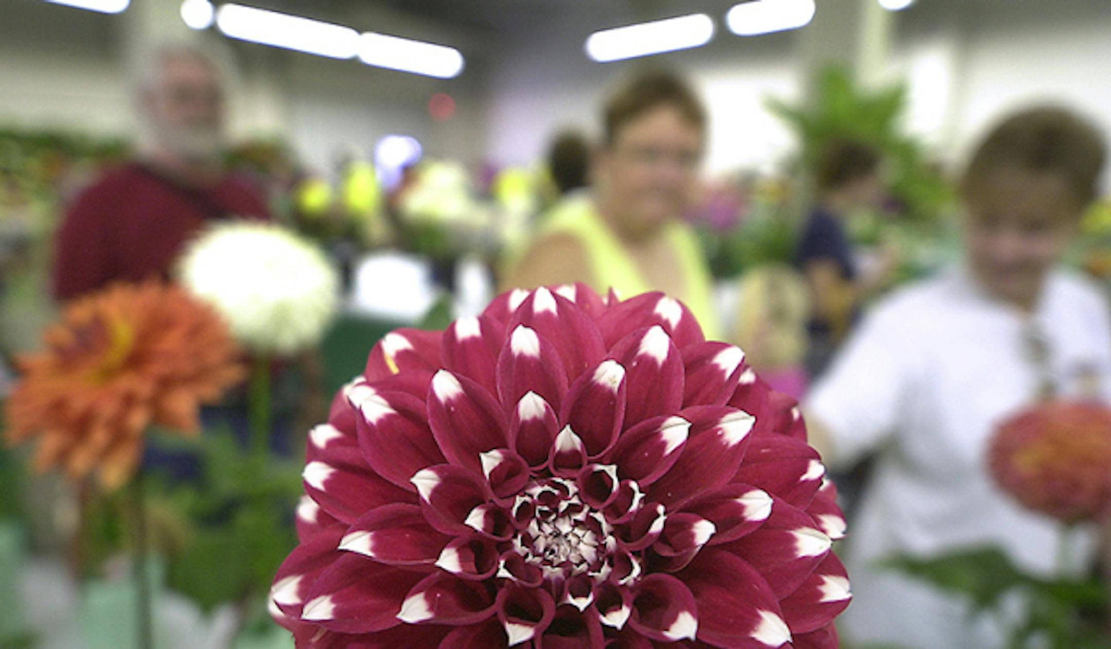 Heather Charles/ Staff Photographer Falcon Heights, MN: 9/5/04:  A Stevie D Dahlia sits amongst the others on display by the Minnesota Dahlia Society at the Minnesota State Fair.  Fairgoers pass in the background to see the award winning flowers.