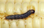 In an undated photo provided by Science Source, a European corn borer caterpillar in an ear of corn. Worldwide, insect pests consume up to 20 percent 
