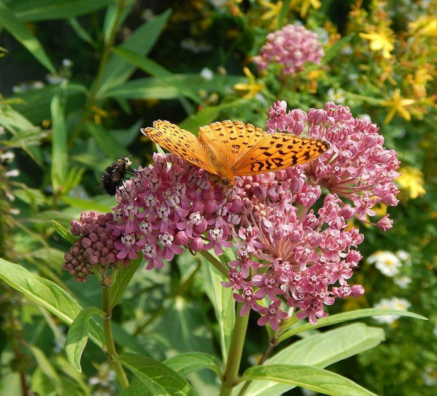 Author Alan Branhagen&#xed;s Top 10 Native Plants - Swamp Milkweed