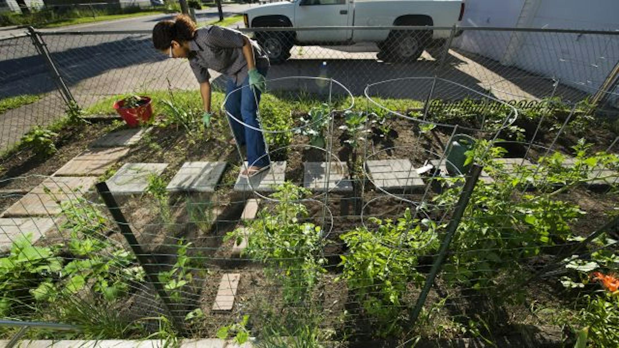 Jamaica DelMar checks on the progress of the vegetables in her back-yard garden, her first.