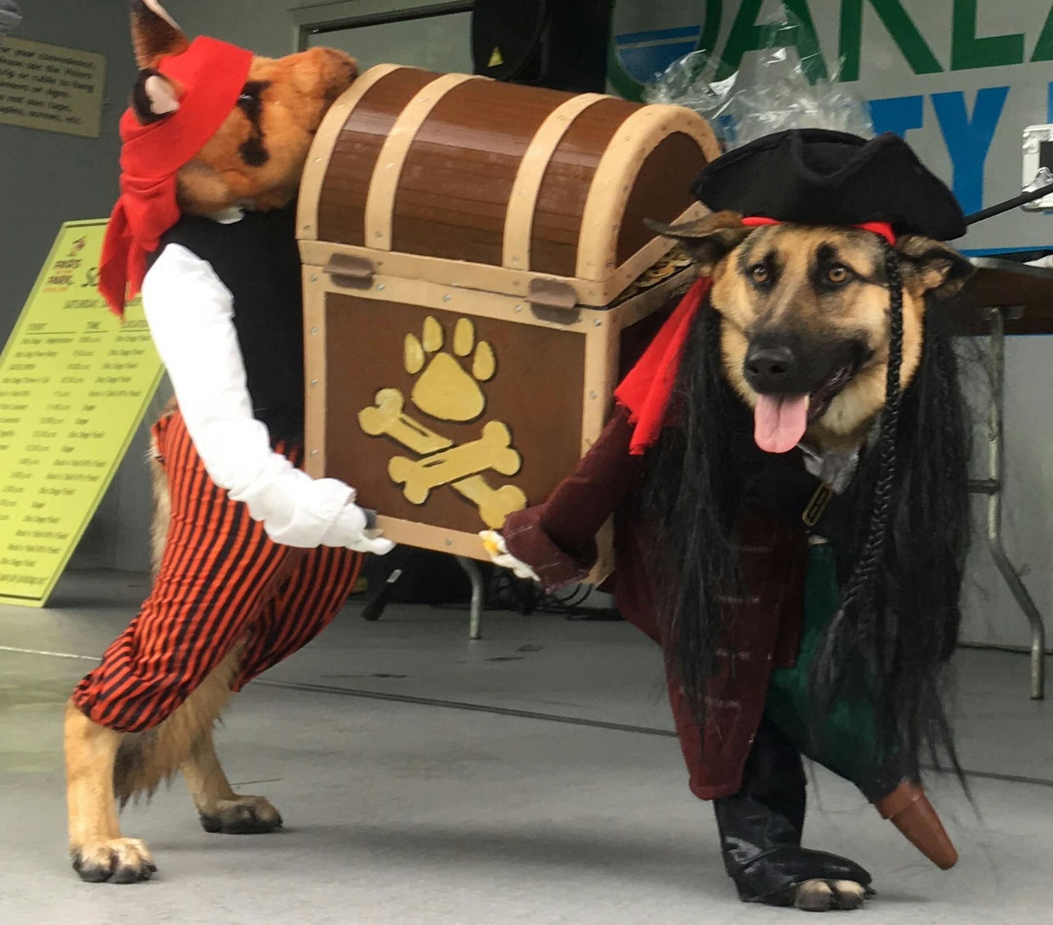 Anything goes:
First place
Pet: Elsa
Owners: Linda Harms, Jay Clement and Ellie Harms-Clement, of Clarkson, Mich.
Comment: Elsa, is a German shepherd who lost a leg in a motorcycle accident, so the Harms-Clement household decided to dress her as a peg-legged pirate. “We were trying to celebrate her being a tripod,” Linda Harms said. 2019 Halloween Pet Costume Contest
