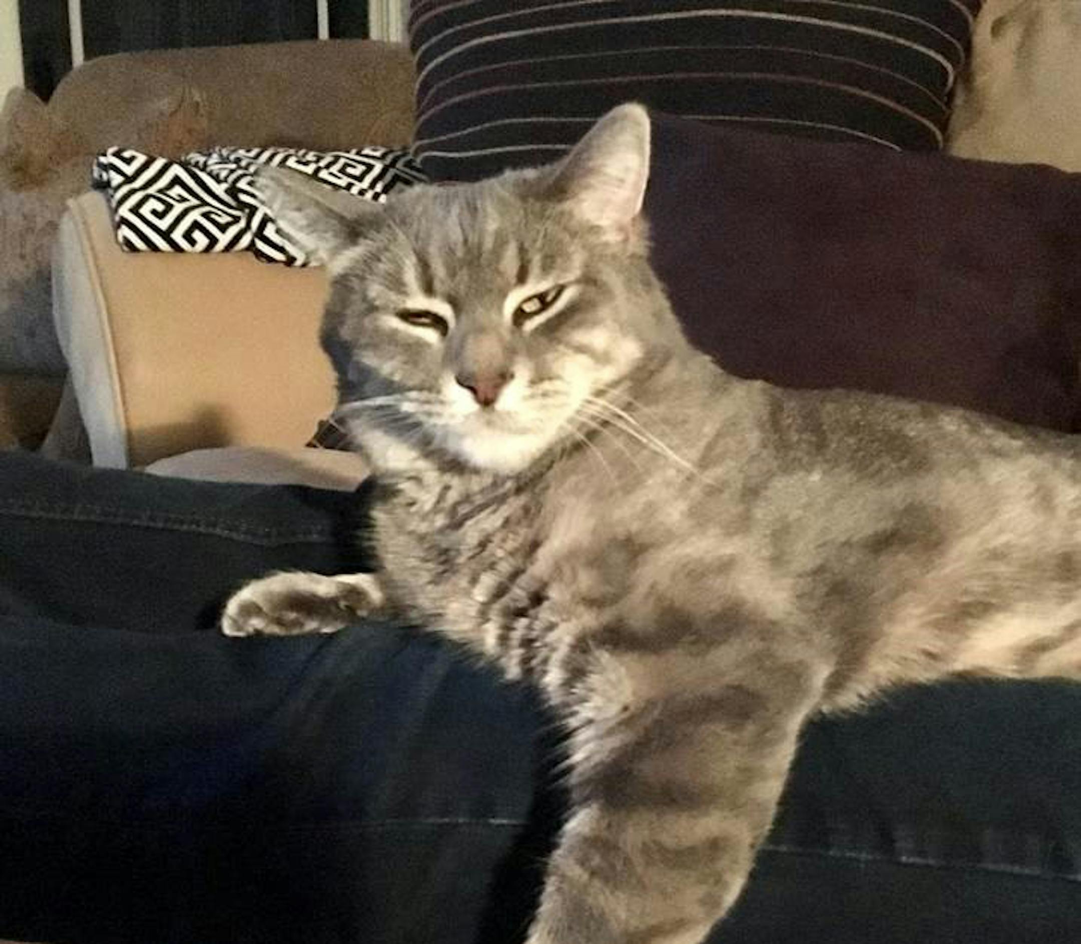 Stella loves to lay on my lap while I read the Star Tribune every morning.
Bruce Knutson, Minneapolis