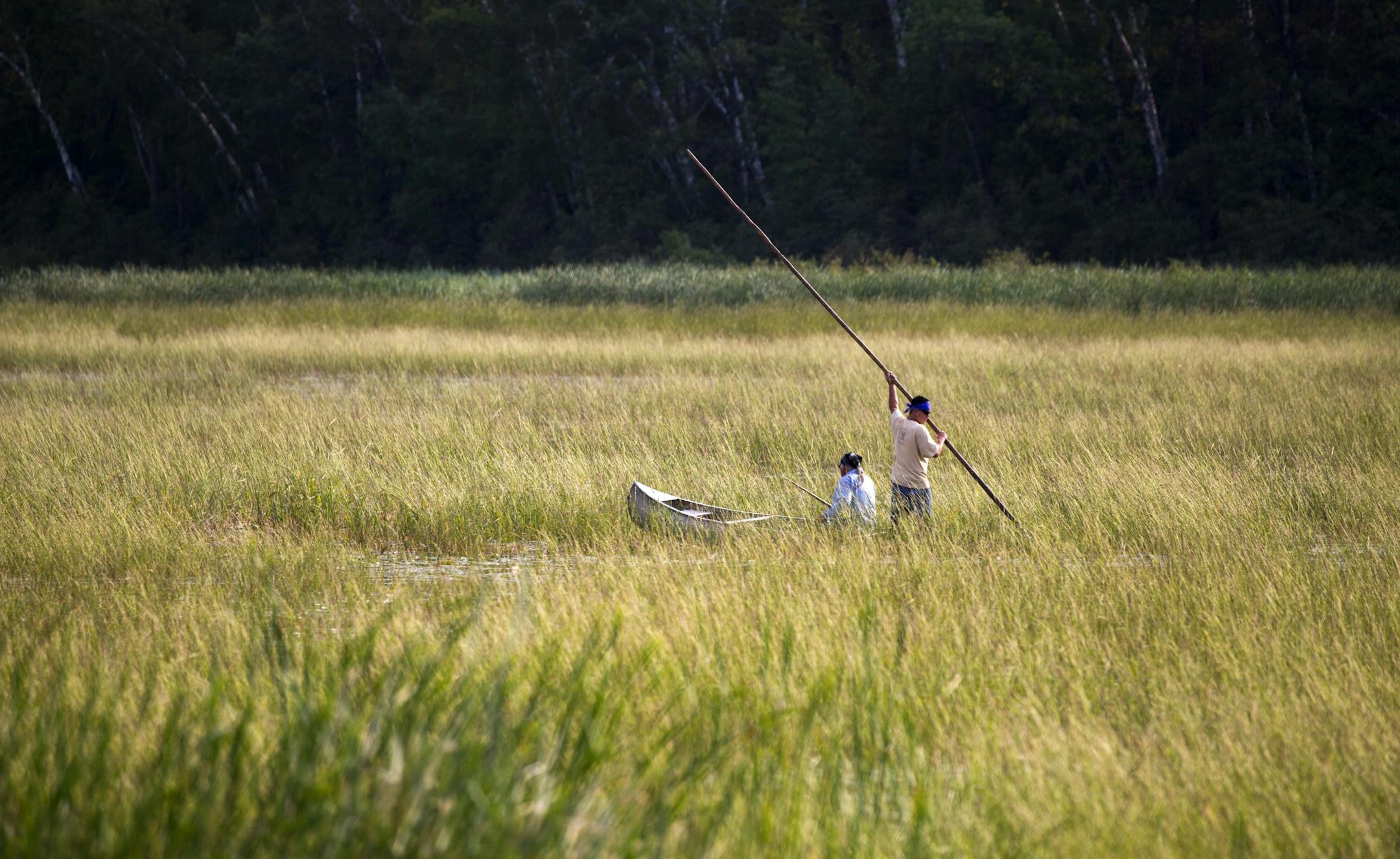 Leonard Thompson (left) and his son Todd harvest rice on Hole In THe Day Lake south of Nisswa Thursday morning.