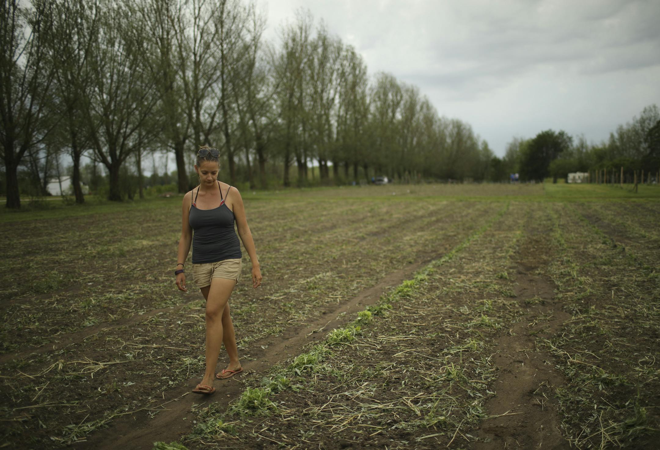 Kirstin Geerdes walked along a destroyed row of Napa cabbage at Natura Farms Monday afternoon. ] JEFF WHEELER &#xef; jeff.wheeler@startribune.com Hail on Sunday morning damaged some fruit growers' crops around Forest Lake that their entire Pick YOur Own crop is a complete loss. At Natura Farms, the strawberries were perhaps only two weeks from harvest, said field manager Kirstin Geerdes as she looked at damage Monday afternoon, June 12, 2017 on the farm in Marine on St. Croix. "That's farming,"