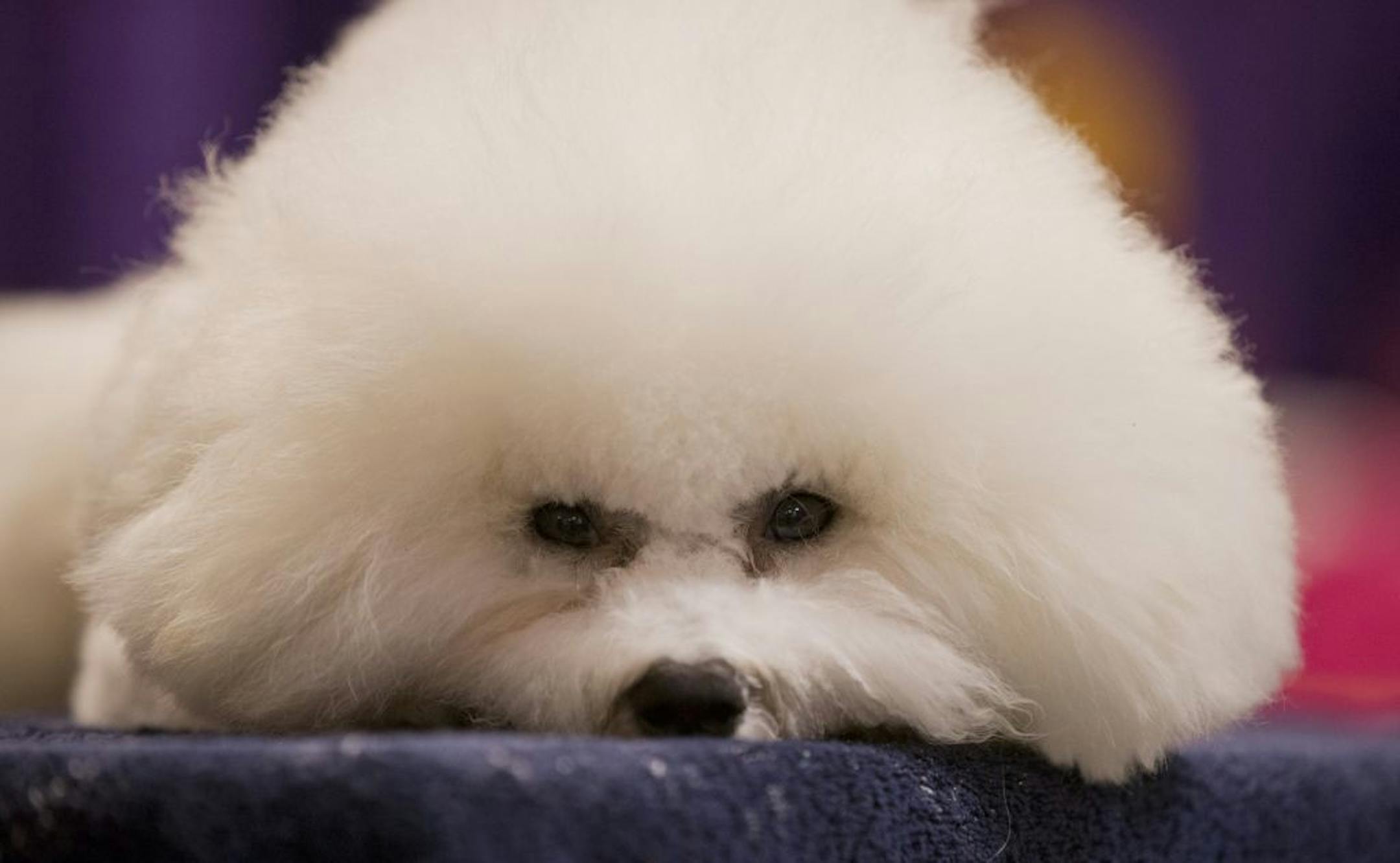 A Bichon Frise rests before competing in the The Westminster Kennel Club Dog Show Monday, Feb. 11, 2013, at Madison Square Garden in New York.