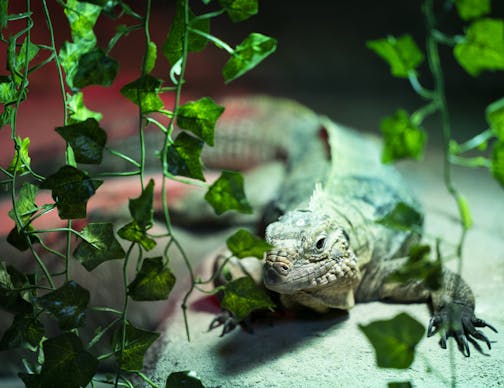 An iguana peered from behind some leaves at its new home at SeaQuest, a hands-on aquarium and small-animal exhibit at Rosedale Center.