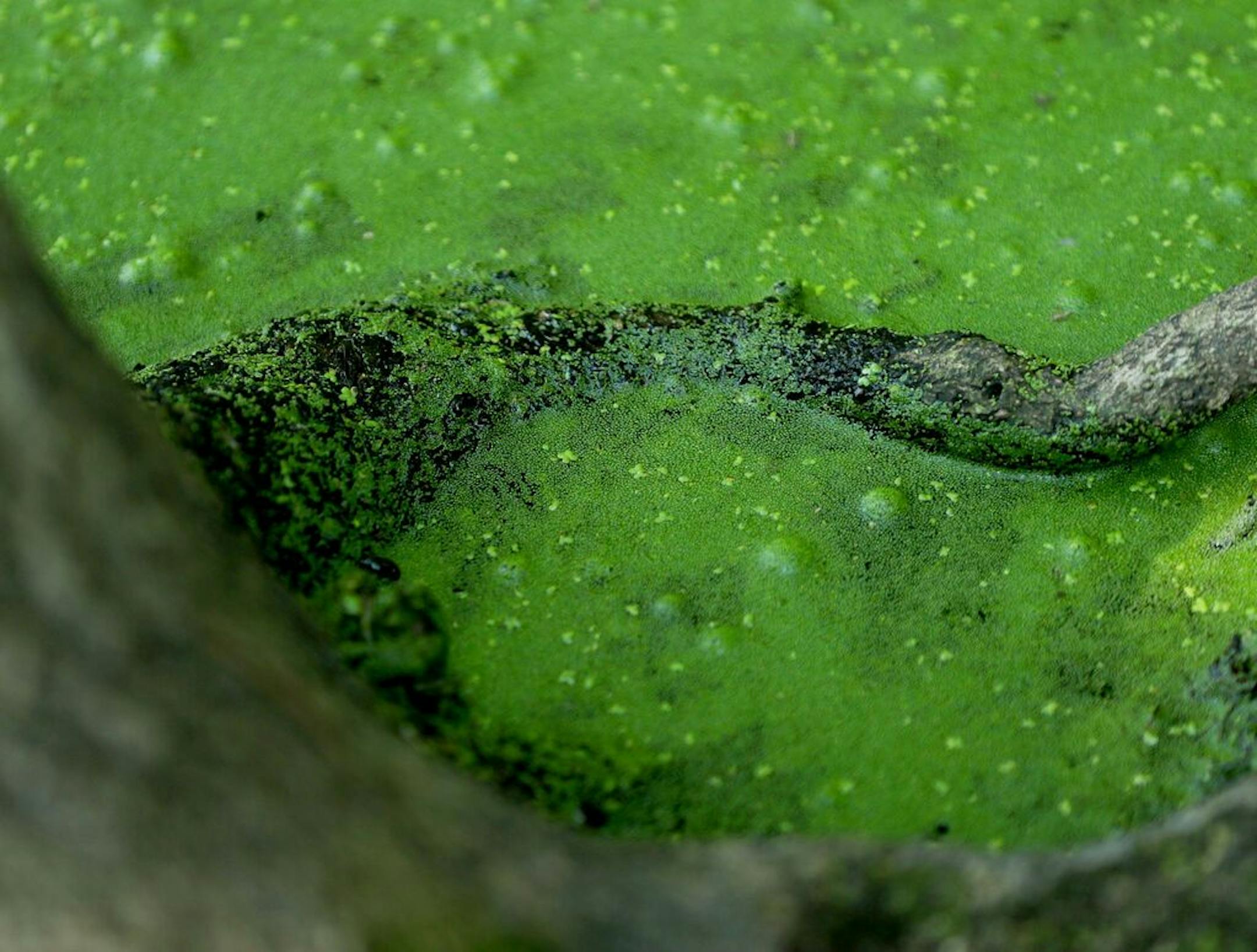 Duckweed and algae bloomed on a tree root in Winchester Pond in Bloomington in July 2019.