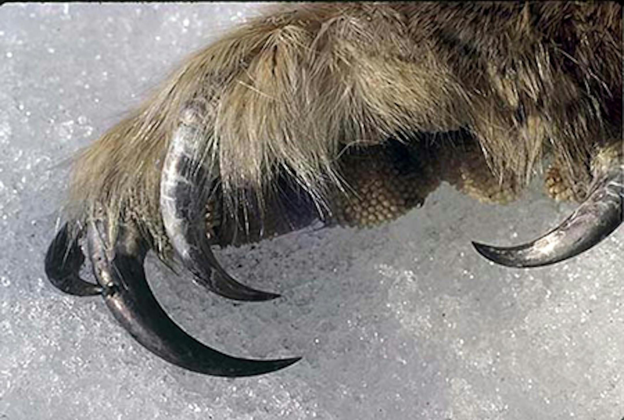 Autosave-File vom d-lab2/3 der AgfaPhoto GmbH