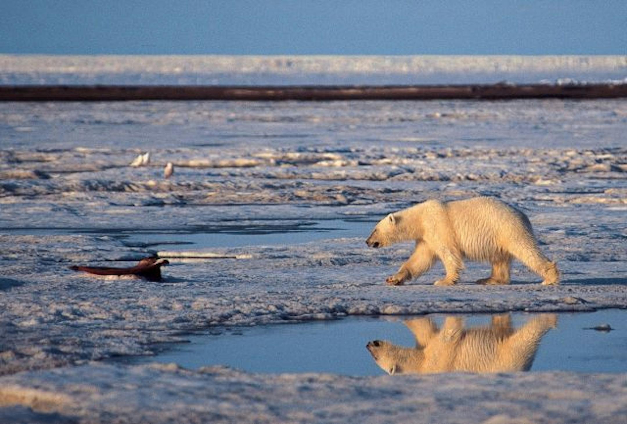 A polar bear wanders through the Arctic National Wildlife Refuge in Alaska.