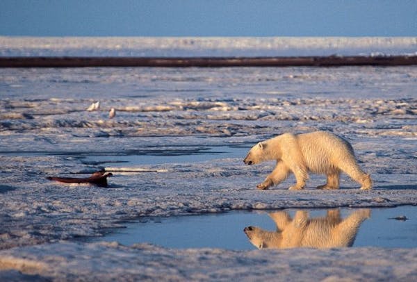 A polar bear wanders through the Arctic National Wildlife Refuge in Alaska.