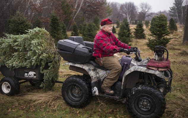 In Forest Lake at Russ Mansmith's tree farm, the man himself brings a Christmas to be trimmed and prepped for the Bacha family of Hugo .