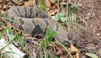 Timber rattlesnakes, for Outdoors Weekend.